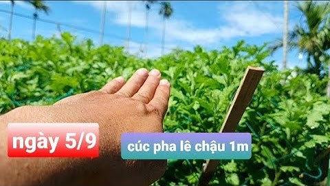 Review cúc pha lê chậu 1m vô tình phát hiện bí mật