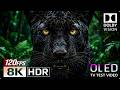 Black Panther in Amazon | 8K HDR OLED Dolby Vision | 120FPS Wildlife TV Test Video