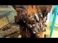 Как охотится и ест древесный птицеед Poecilotheria regalis / Tarantula feeding