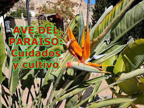 AVE DEL PARAÍSO cuidados y cultivo ? ¿Cómo reproducir el ave del paraíso?  - YouTube