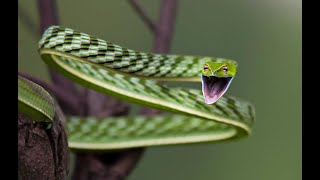 Зеленая виноградная змея