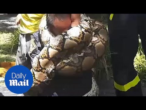 Five-meter long python coils its body around fireman's HEAD