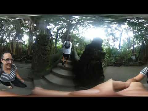 Sacred Monkey Forest in Ubud, Bali, Indonesia in 360