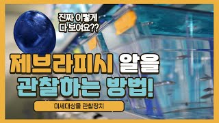 제브라피시 배아를 관찰하는 미세대상물 장치가 따로 있다?