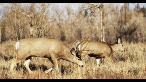 Loading a deer by yourself without fancy equipment or pulleys.