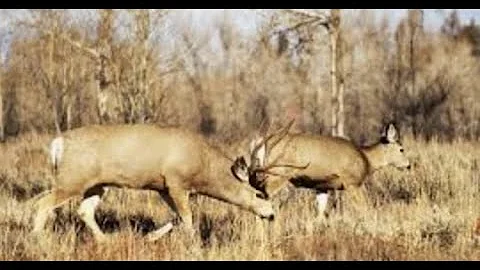 Loading a deer by yourself without fancy equipment or pulleys.