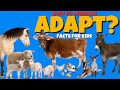 Animal Adaptations Quiz