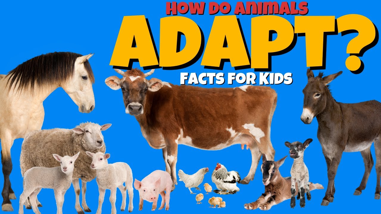 How Do Animals Adapt to Their Environment? Animal Adaptation Facts for Kids  