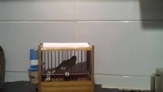 Canario timbrado floreado