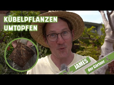 Video: Pflanzen von Feigenbäumen in Töpfen – Wie man Feigenbäume im Topf pflegt