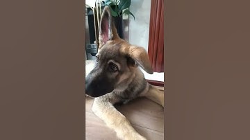 Thumbnail of sound wich makes Dogs go crazy