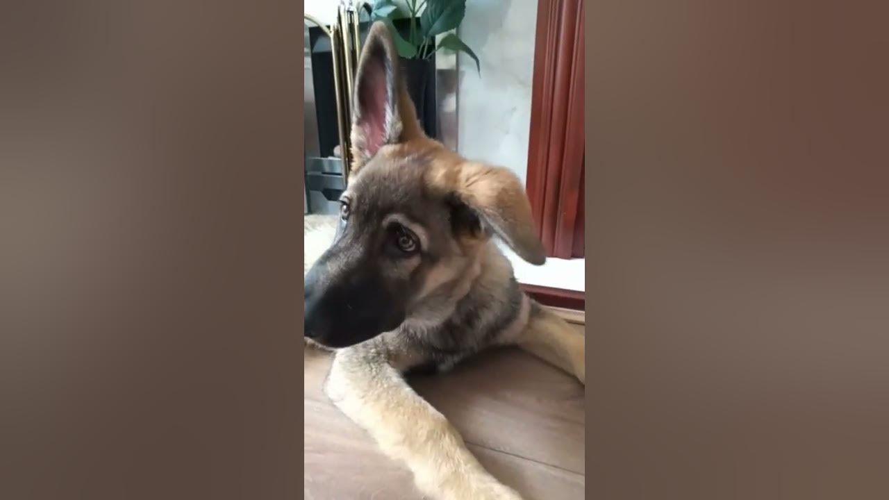 sound wich makes Dogs go crazy