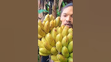 Trúng ổ chuối hột rừng #shorts