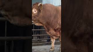 Highlights From our latest Episode at Armoy Livestock Mart! Link to full video down below #livestock