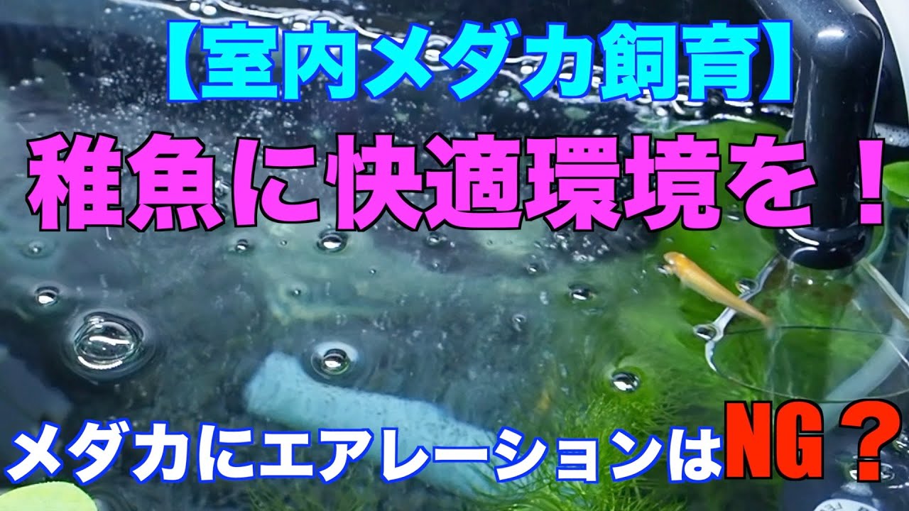 室内メダカ飼育 稚魚の飼育環境を改善 そして禁断のメダカのエアレーション Youtube