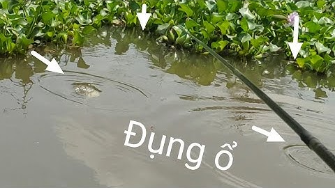 Trở Lại Điểm Câu,Sông Trăng .Gặp Bầy Thác Lác Quá Ngon. @tranchungcuchi @tranchungnhaclinh