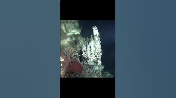 Deep-Sea Octopus Visits Hydrothermal Spa
