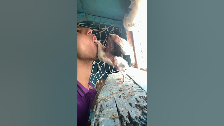 بقيت أب لزغلول حمام 🥹🕊️