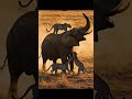 3 Leopards Fail to Hunt Elephant! The Mighty Giant Fights Back! #Leopard #Elephant #HuntFail