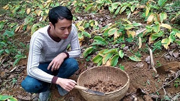 THU HOẠCH NGẢI ĐEN, GỪNG ĐEN TẠI YÊN BÁI. SĐT 0387 072 577