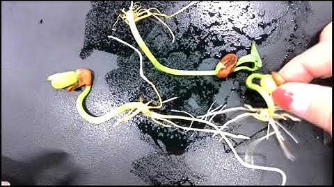 My Experiment: Beans - Data day 2