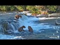 Katmai Brown Bear 164 &quot;Bucky Dent&quot; Is Not Put Off by 856&#39;s Intimidation Tactics - Explore.org