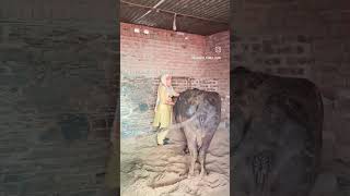 haryanvi song #शाम के काम शुरू🐂#desi life#village life