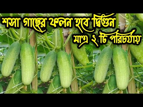 ভিডিও: কিভাবে একটি প্রায় মৃত রোজ ক্লাম্প সংরক্ষণ করবেন (ছবি সহ)