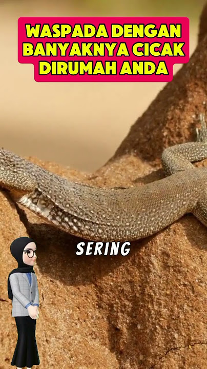 Be alert to the many geckos in your house