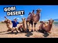 Don&#39;t Miss The GOBI DESERT: Beautiful Sand Dunes, Ugly Camels!! (Trans Siberian Railway In Mongolia)