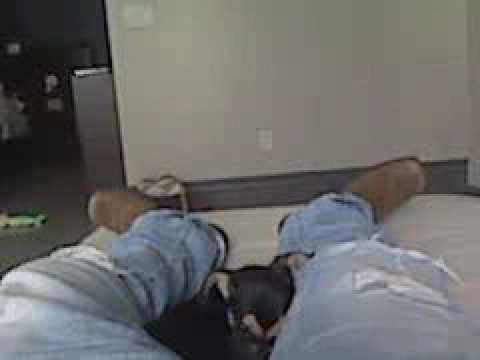 Qik - mr. gurwhl and ANT lounging by ANT