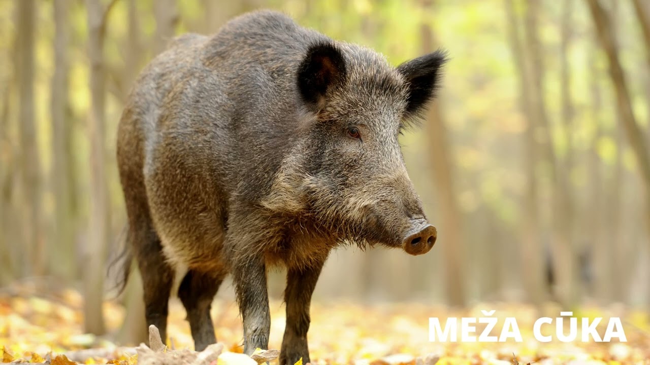 Brokastis pie logopēdes Ritas. Vārdu krātuvīte mazajiem. Meža dzīvnieki.