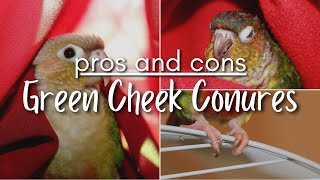 GREEN CHEEK CONURE PROS & CONS  *cutest birds or little devils?*
