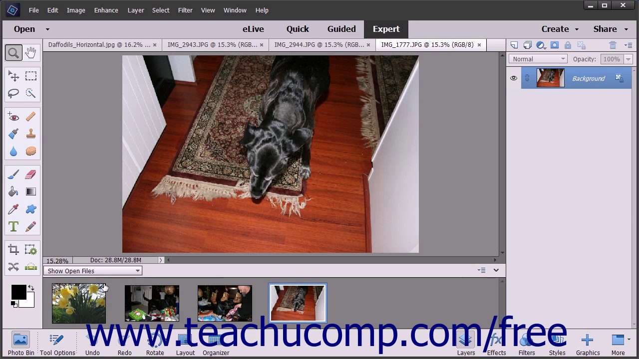 Photoshop Elements 15 Tutorial The Photo Bin Adobe Training - YouTube