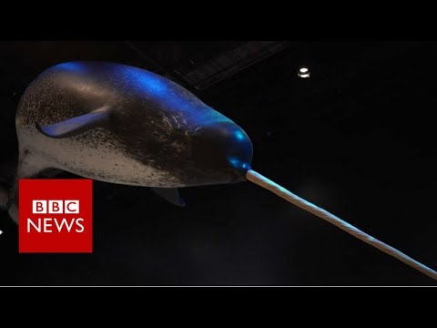 Narwhal Escaping Climate Change Now Swims With Belugas