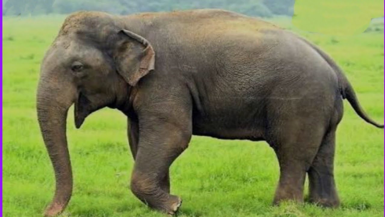 Hathi Ka Chitra Kaise Banate Hain Hathi Ka Picture Kaise Banate Hai How hathi-ka-chitra-kaise-banate-hain-hathi-ka-picture-kaise-banate-hai-how