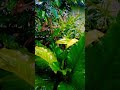 Powerful Rain and Thunderstorm ASMR ⛈️ Relaxing Nature Sounds