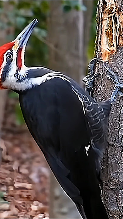 Woodpecker Characteristics! #woodpecker #birds #woodpecker #funnyvideo