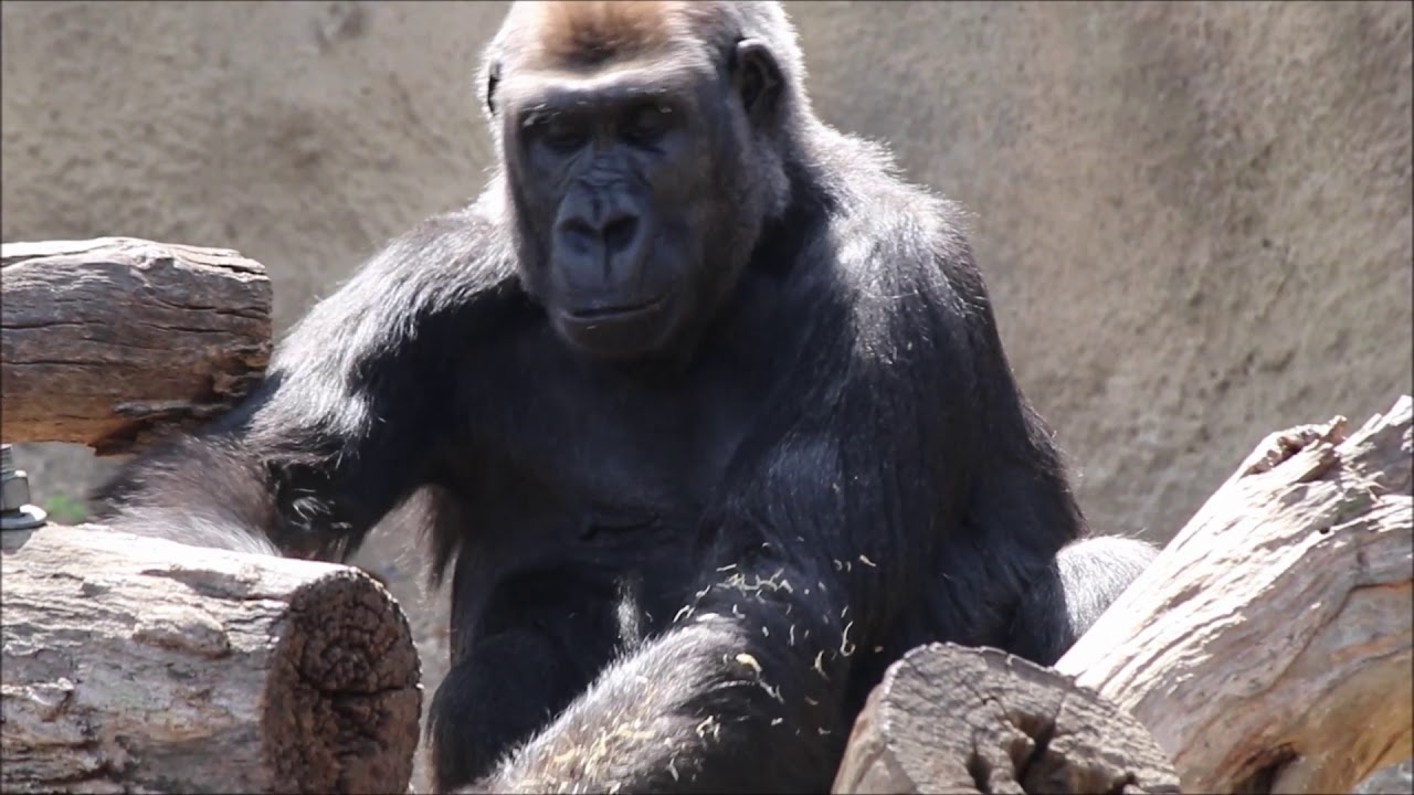 western lowland gorilla intelligence western lowland gorilla intelligence
