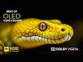 Incredible Wildlife In Stunning 16K HDR 120fps Dolby Vision邃 Masterpiece Incredible Wildlife In Stunning 16K HDR 120fps Dolby Vision邃 Masterpiece