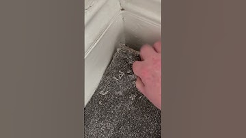 Close Call 🫣#diy #howto #flooring #carpet #teirnanmccorkell #tips #tip #fup #carpets #siren #pov