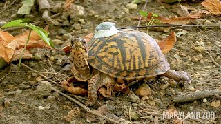 Eastern Box Turtle Habitats