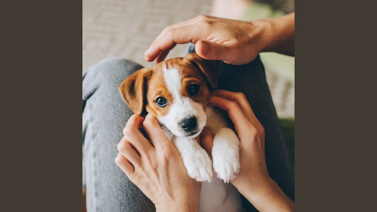 Quiet Canine Gentle Music