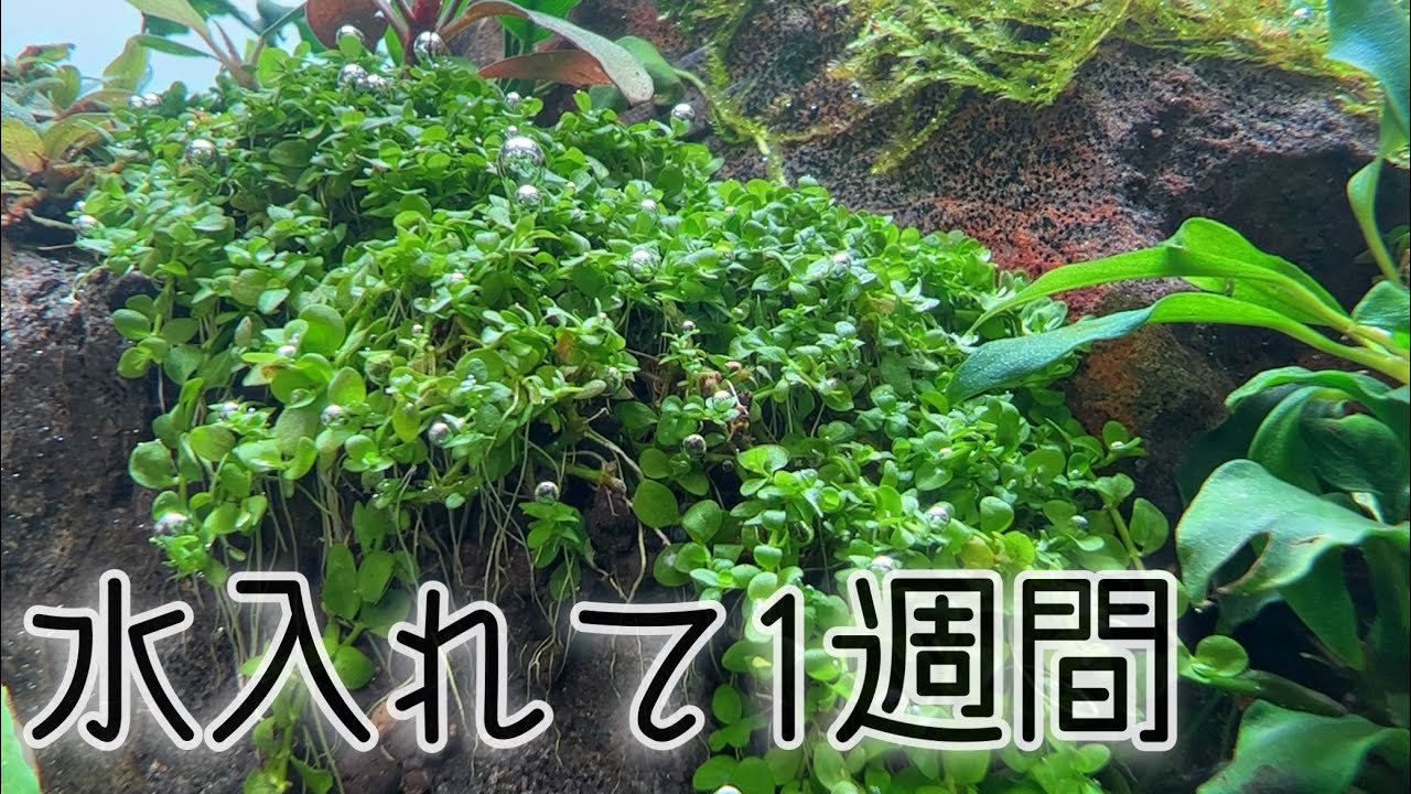 ミスト式から注水後をじっくり観察　アクアリウムADA水槽立ち上げ87日