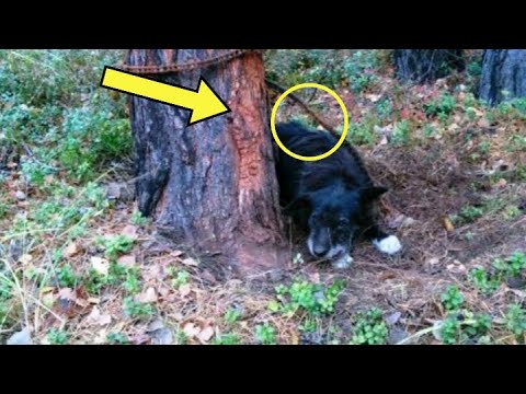 Гуманное отношение к животным. Человек с собакой на улице. Стая бездомных собак. Собака спит в будке. Как прогнать собаку.