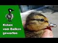 Küken vom Balkon geworfen - Tiernotruf #152