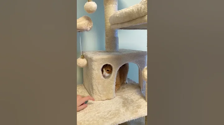 Video of cat playing