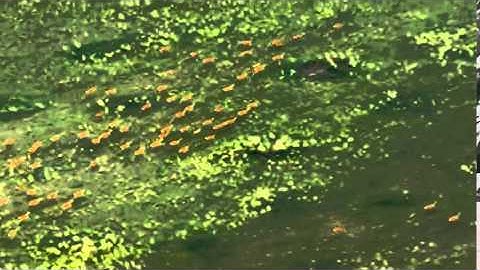 Introduction to VMware Cloud Automation Solution