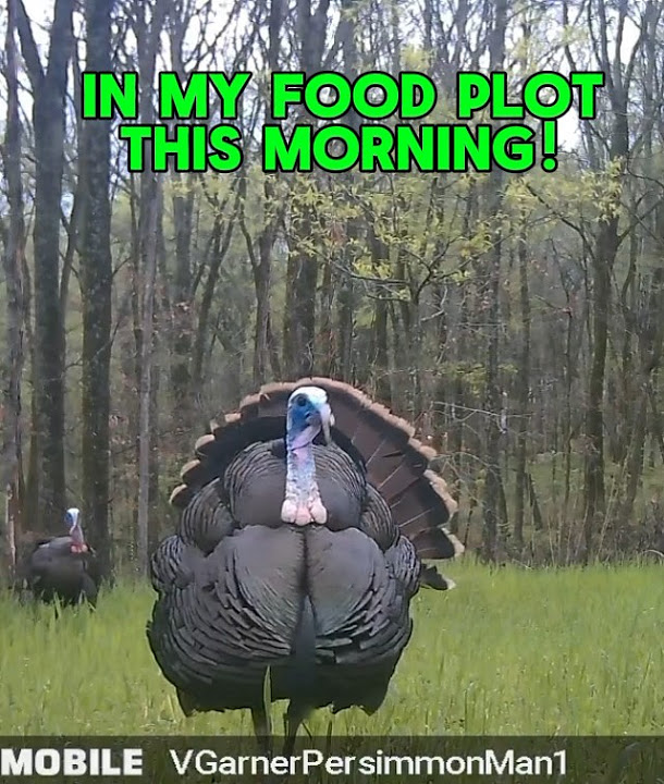 Tennessee Turkey season opens this weekend! Follow my channel to see if