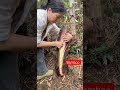 Landscape remove bamboo shoots #satisfying #agriculture #latestnews #video #viral